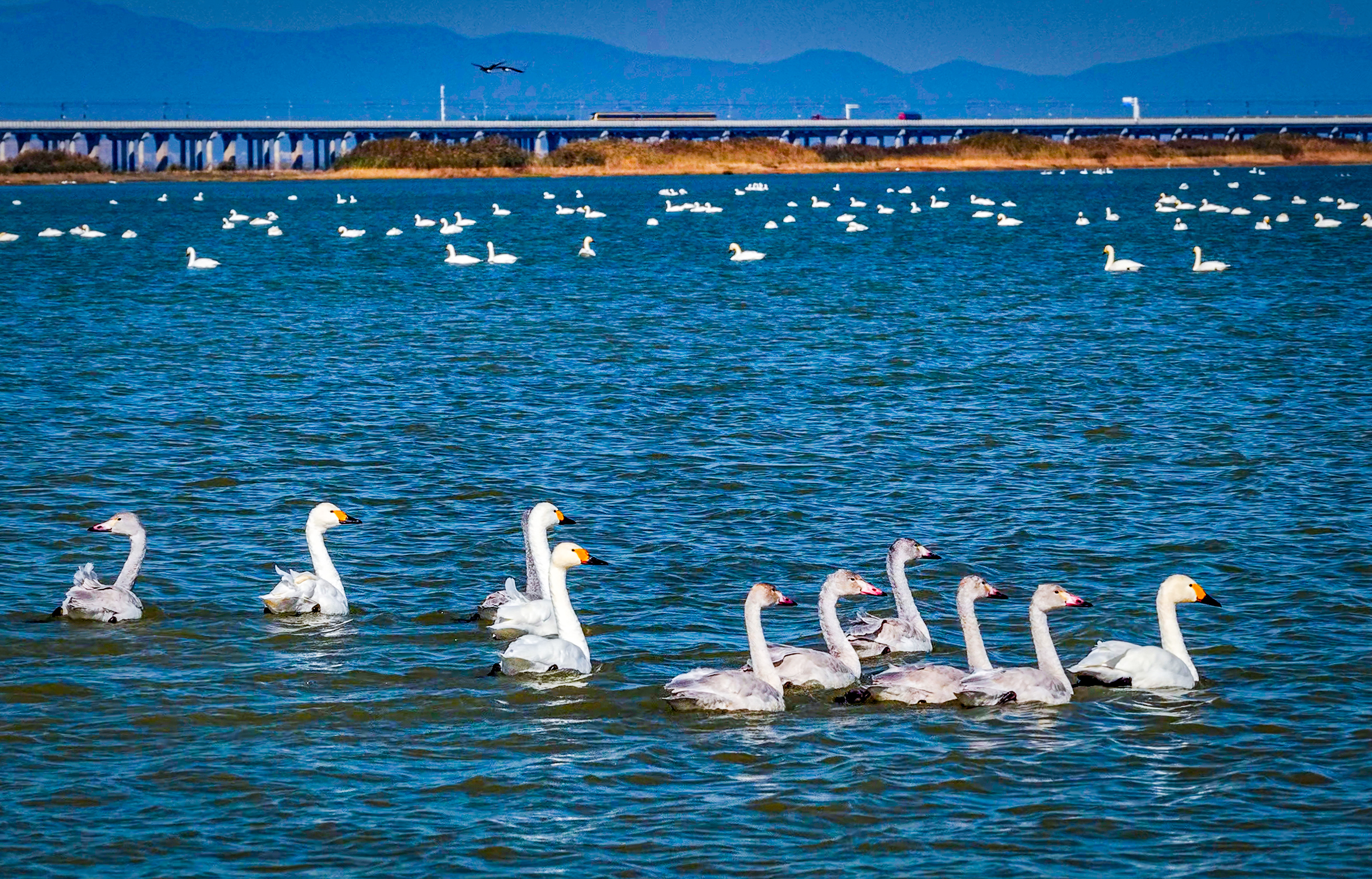 生活在西伯利亚贝加尔湖地区的天鹅,都会成群结队地迁徙来此过冬,石臼湖便美成了“天鹅湖”。南京日报/紫金山新闻记者 段仁虎 通讯员 傅志伟 摄