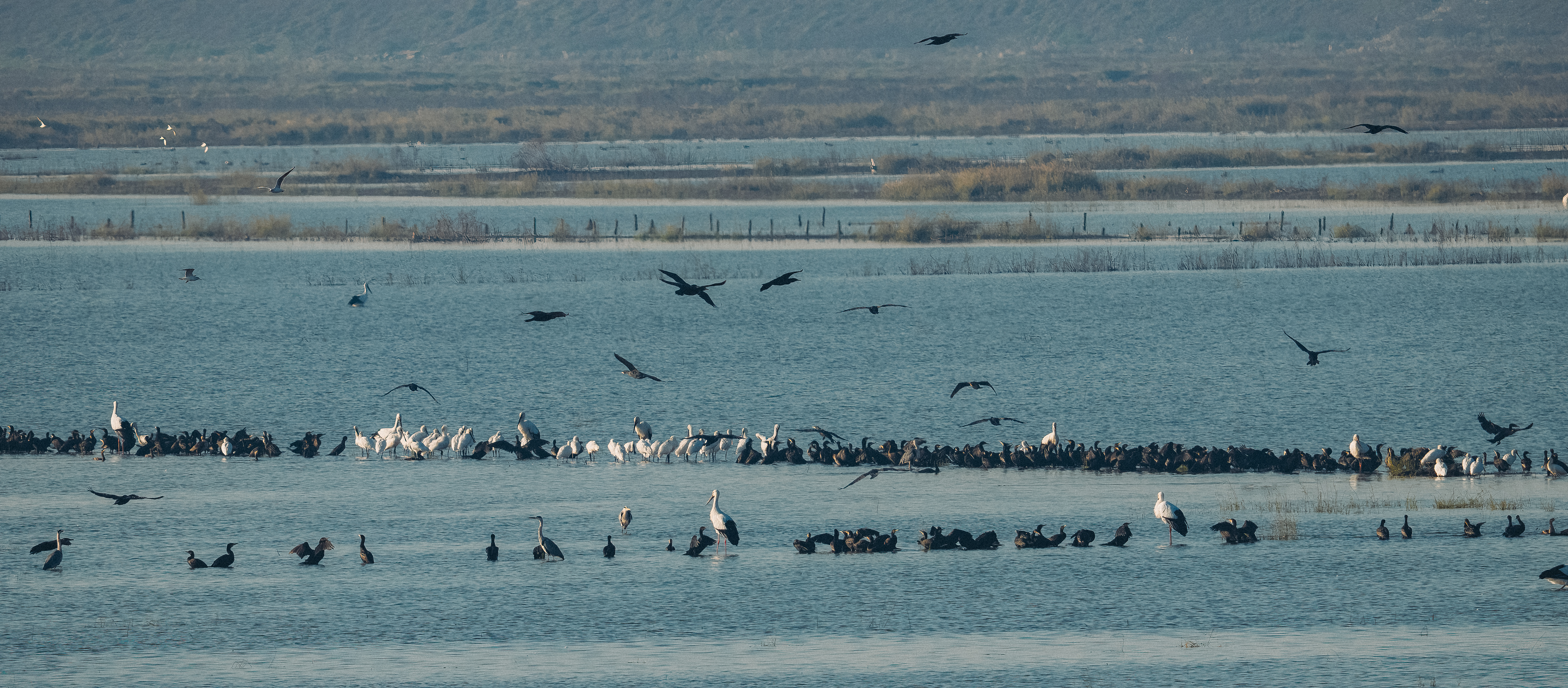 石臼湖的鸬鹚群和东方白鹳等。 哈敏哲 摄