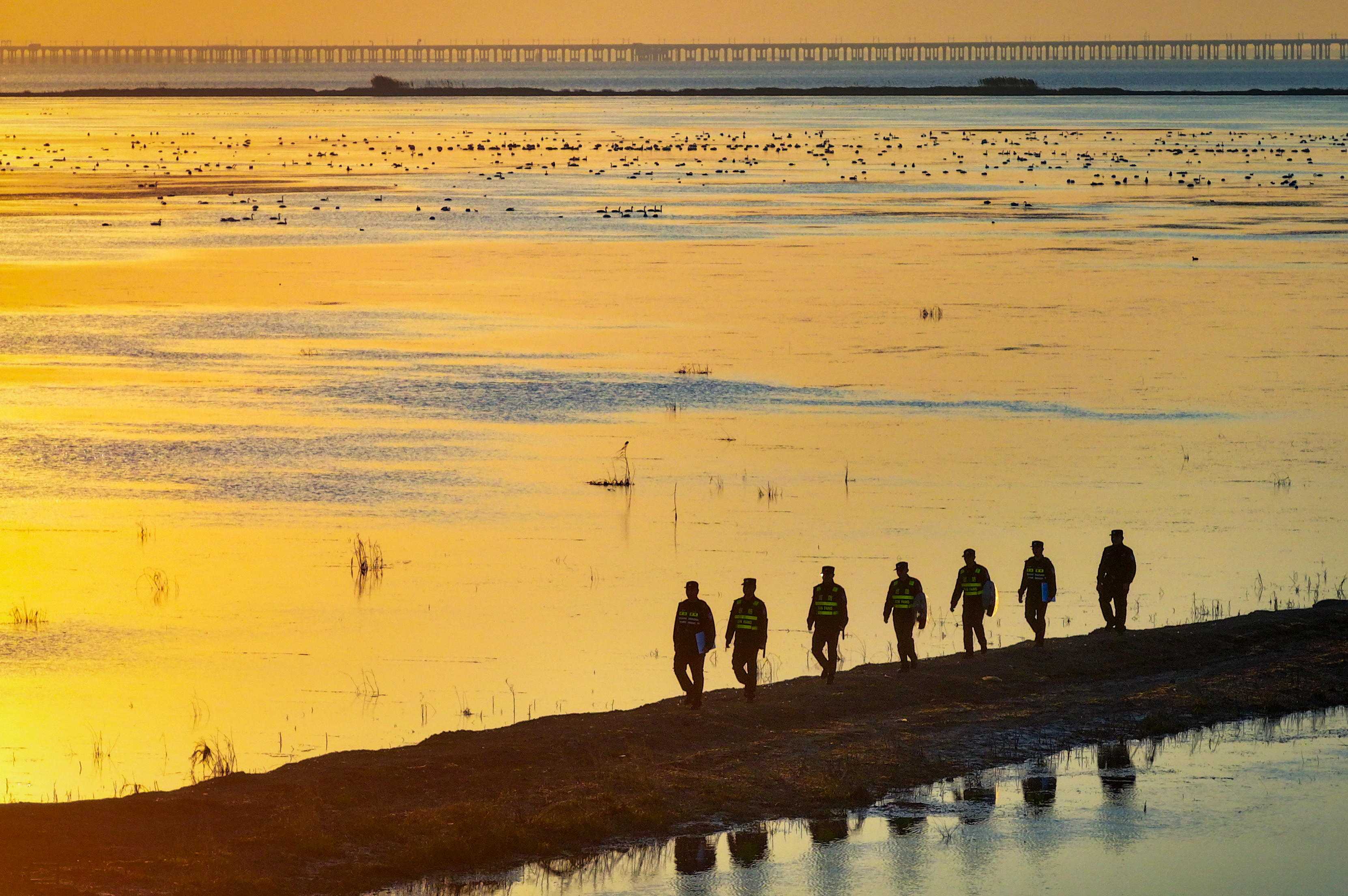 12月4日,石臼湖的粼粼波光间,成群天鹅翩然展翅、悠然嬉戏,岸边的“天鹅护卫队”正在开展常态化巡查。南京日报/紫金山新闻记者 段仁虎 摄