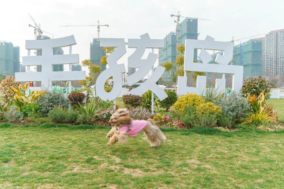 每逢晴朗天气，占地约8000平方米的南京“毛孩岛”主题乐园便热闹非凡。