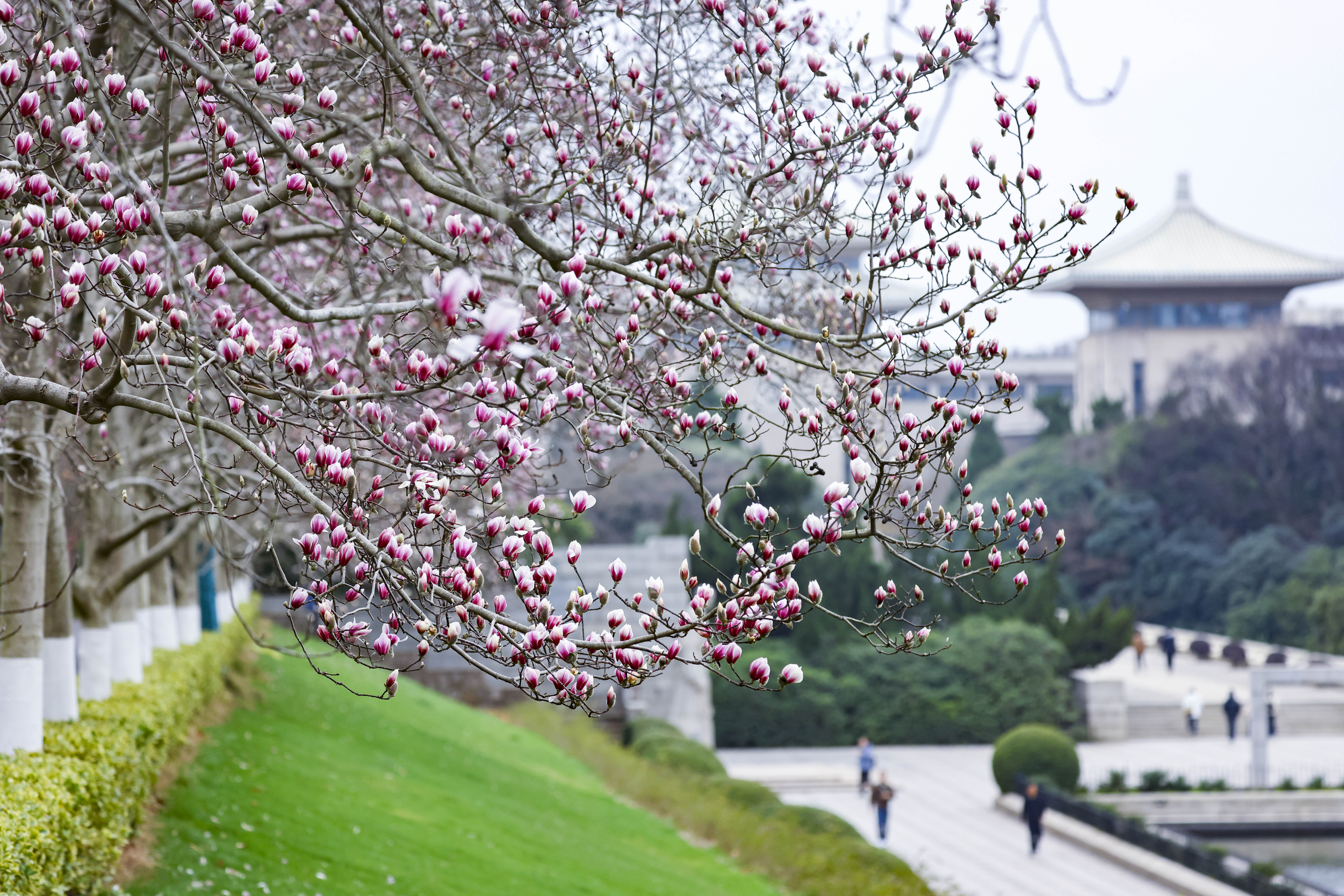 2月25日，雨花台烈士陵园内的玉兰花迎春绽放。南京日报/紫金山新闻记者 冯芃 段仁虎 摄