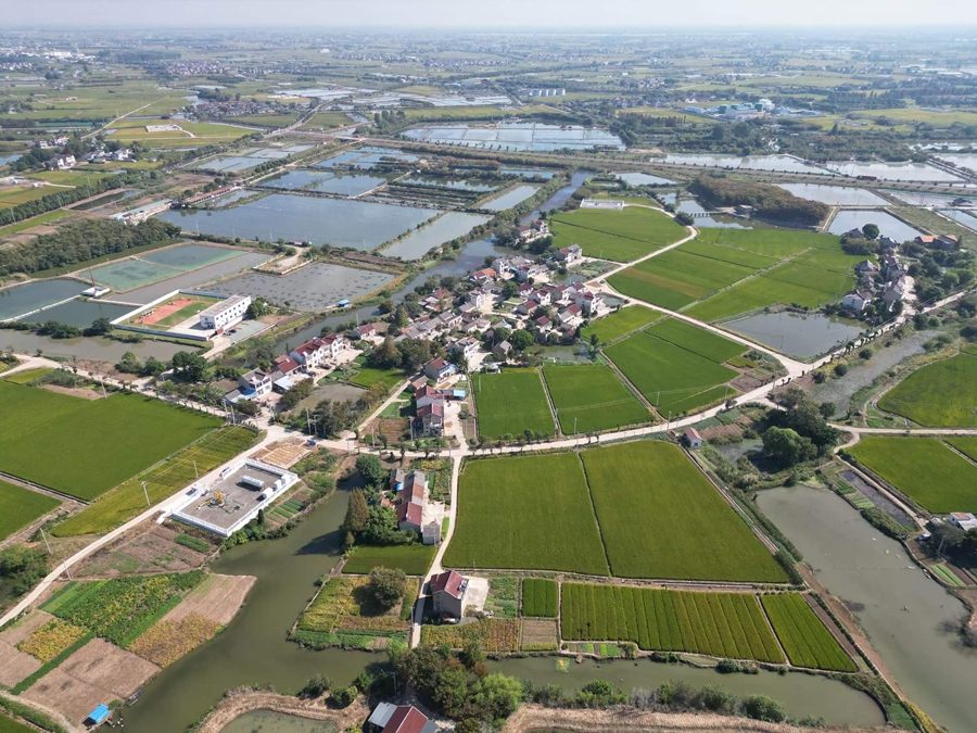 汀湘村麦田青绿,生机盎然。受访者供图