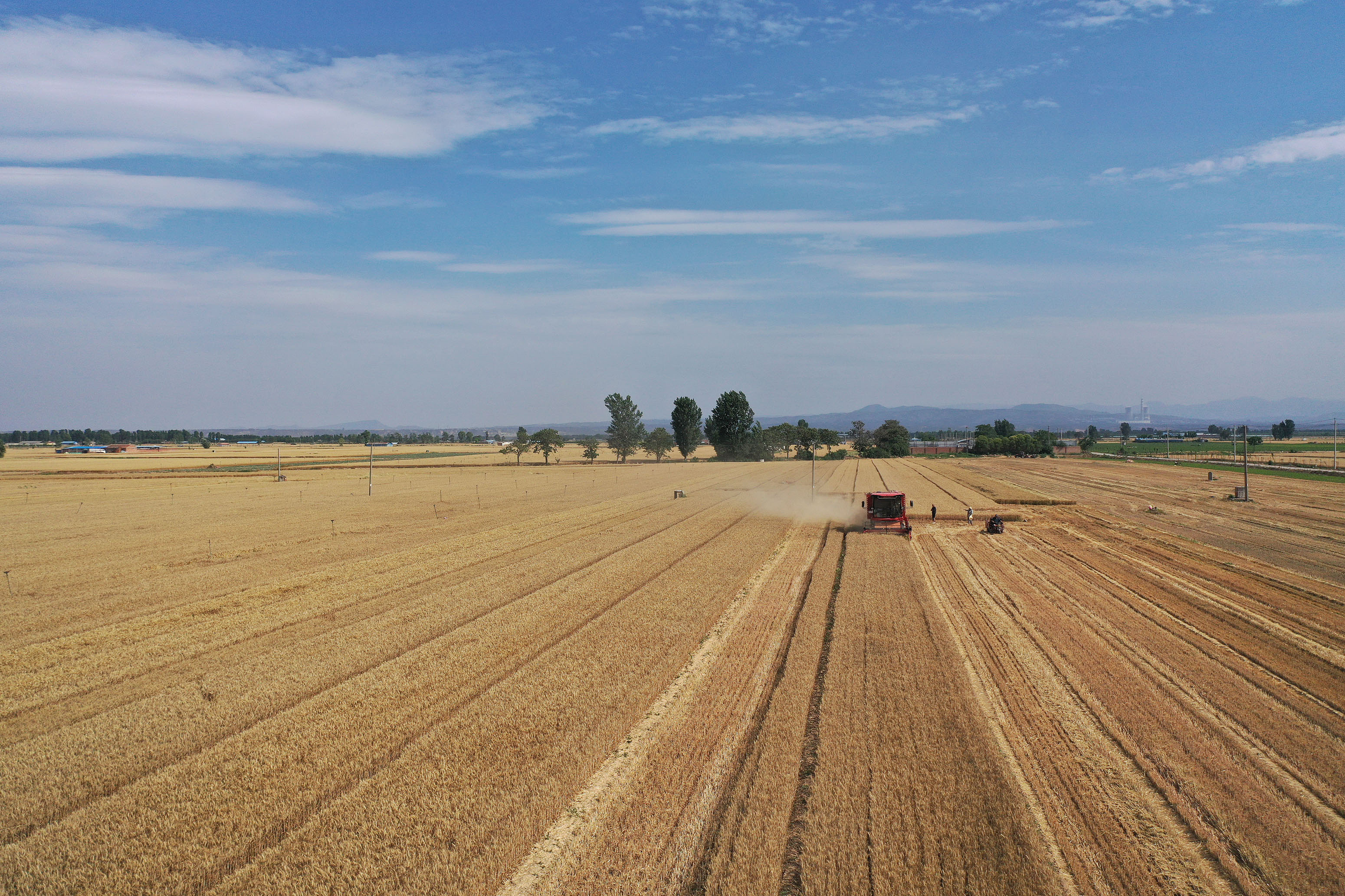 2025年6月3日，河南焦作，温县黄河街道滩王庄村农民驾驶收割机收获小麦。