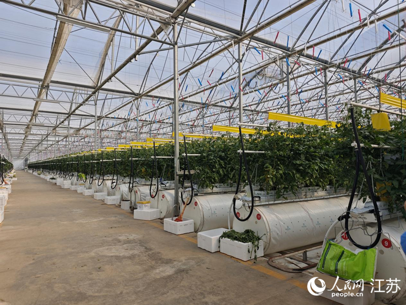 霍尔果斯现代农业产业园的智能温室。人民网记者 常雨薇摄