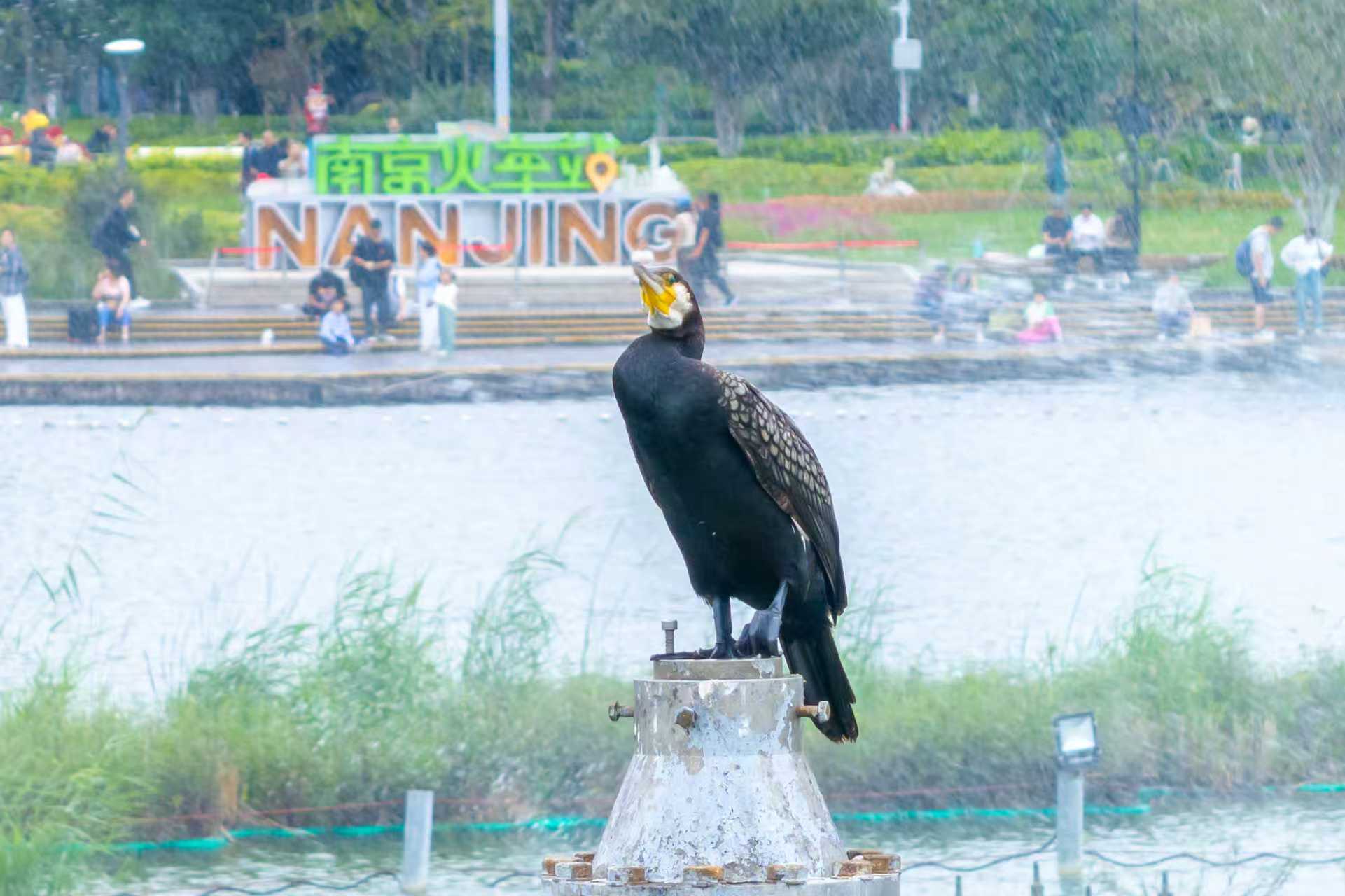 南京日报/紫金山新闻记者 孙中元摄