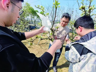 在江宁湖熟梨科技小院，谷超（中）和两位青年研究员在进行杂交育种实验。 南京日报/紫金山新闻记者 张安琪 摄