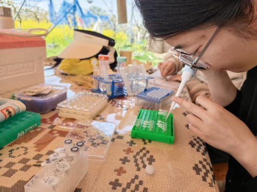 在江宁湖熟梨科技小院，南农大博四学生徐颖在处理花粉。南京日报/紫金山新闻记者 张安琪 摄