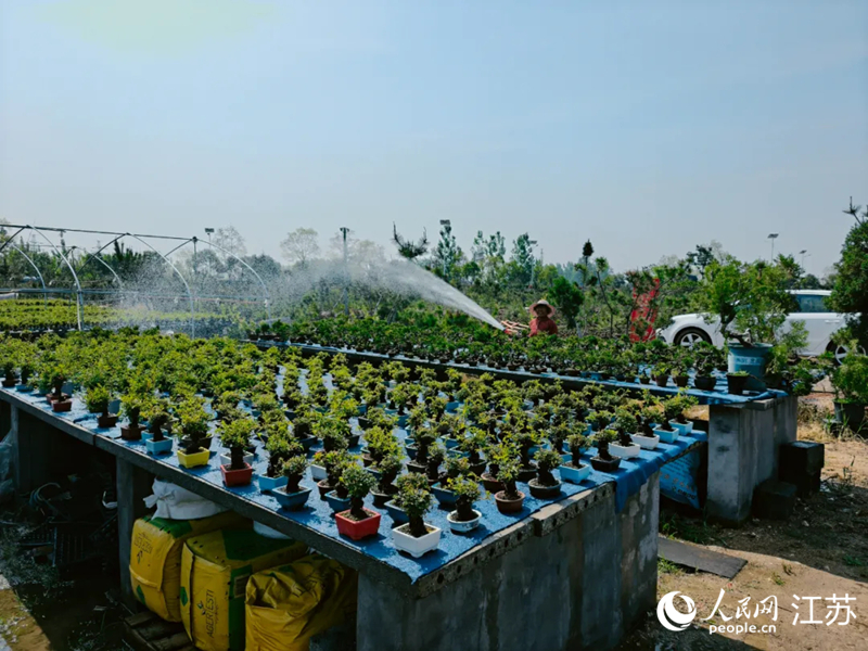 新沂市一家盆景合作社种植的小微盆景。人民网记者 鞠峰摄