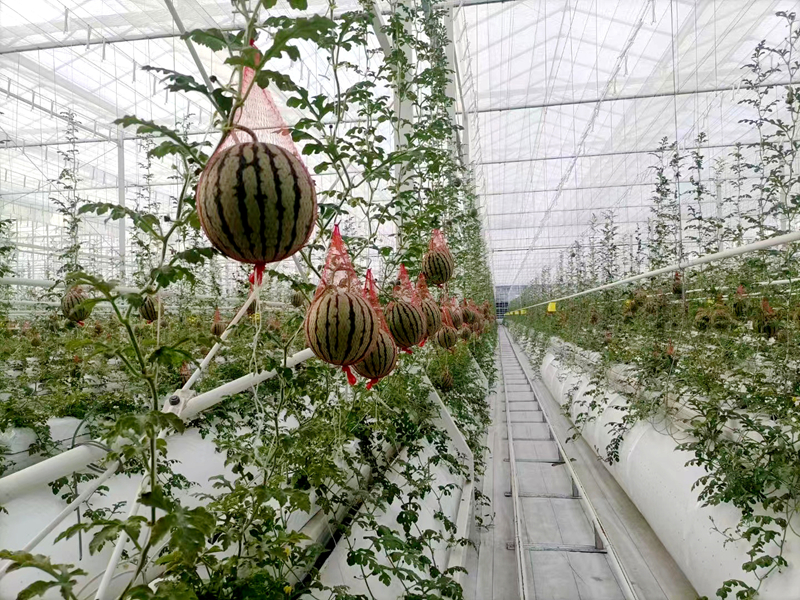 东台西瓜种植基地硕果累累 。东台市委宣传部供图